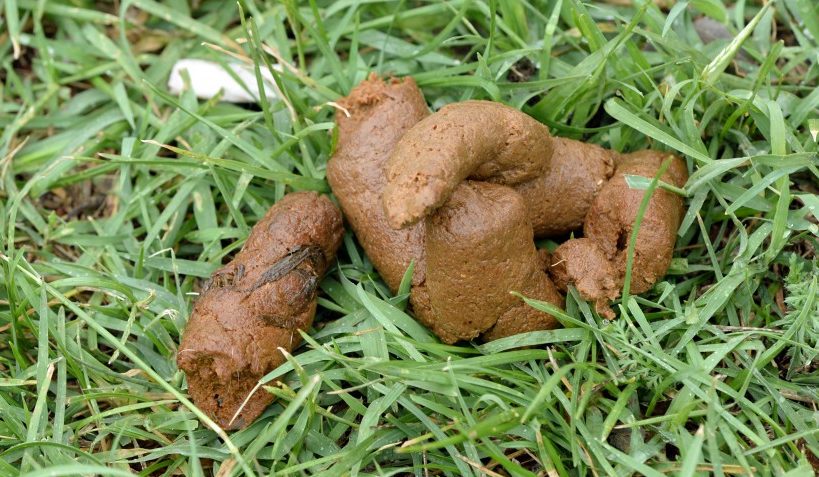 Tageblatt Lu Arger Mit Hundekot