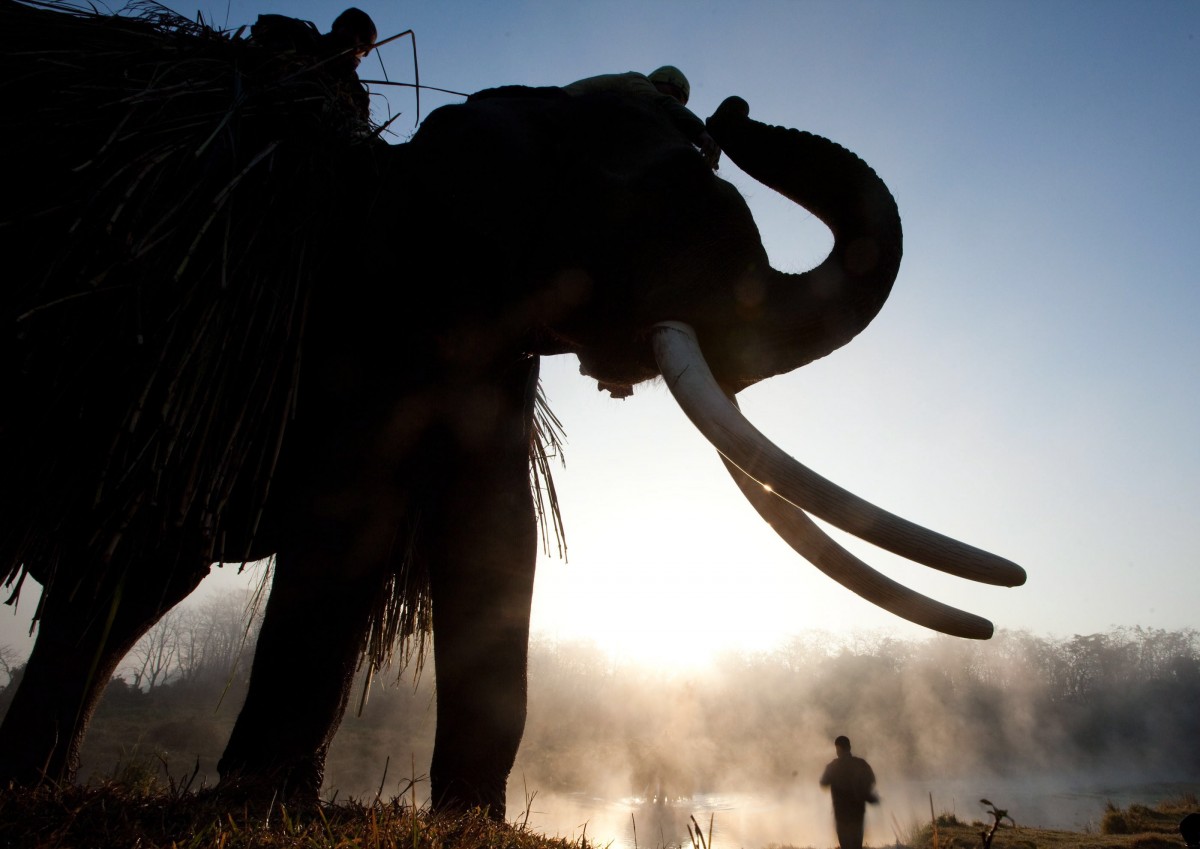 15 Menschen getötet – Elefant erschossen