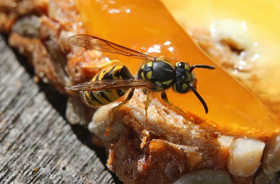 Wespengift mit Würfelzucker aus der Haut saugen