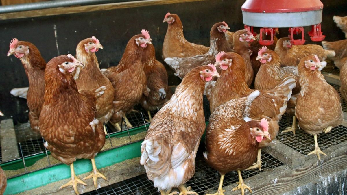 Entwarnung für Luxemburger Hühnerställe