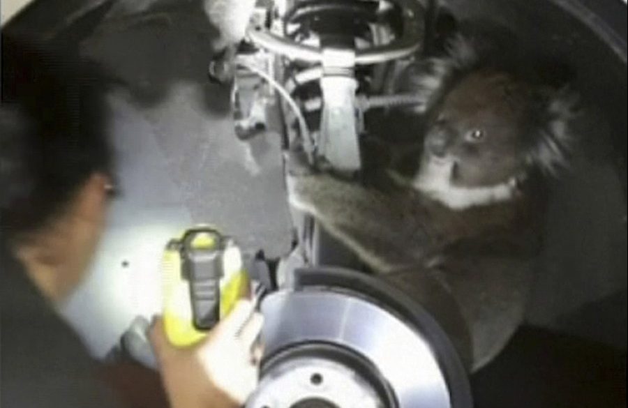 Koala überlebt lange Fahrt im Radkasten