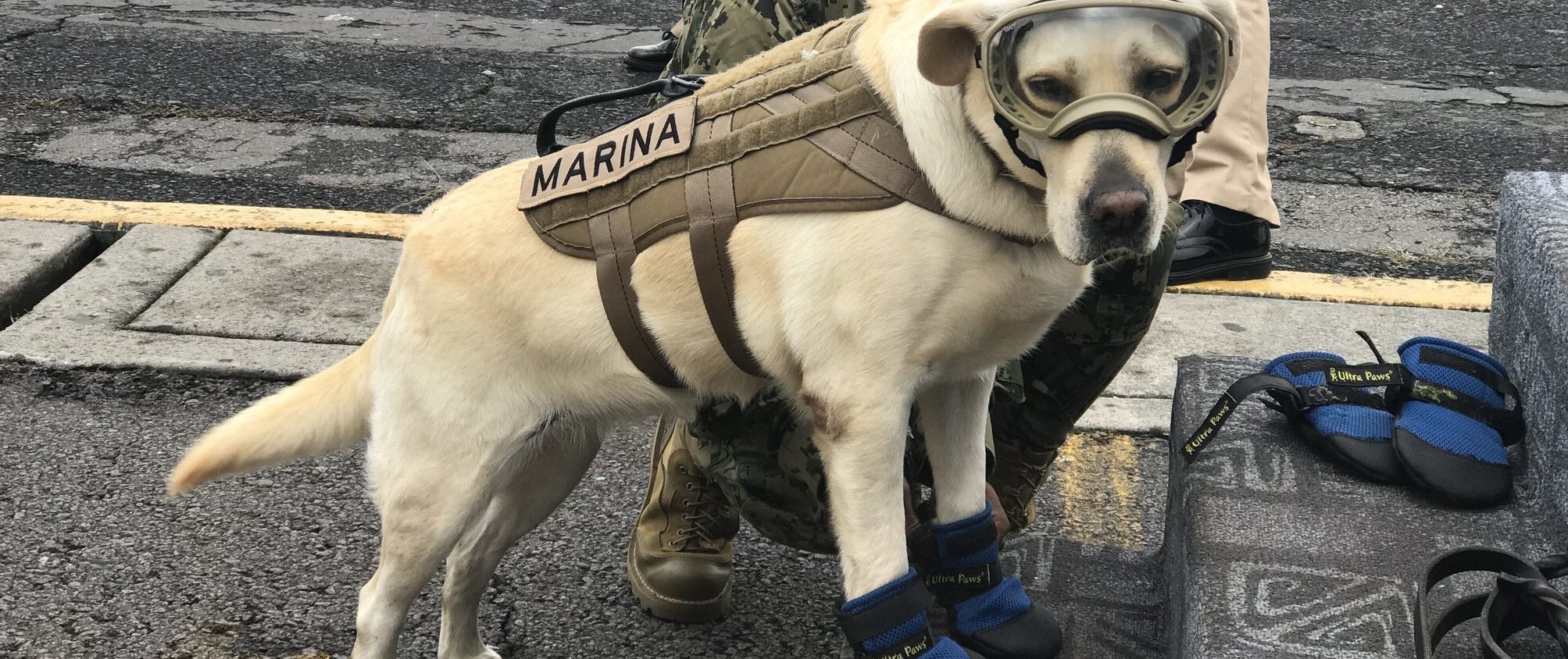 Polizeihund Frida rettet Verschüttete in Mexiko