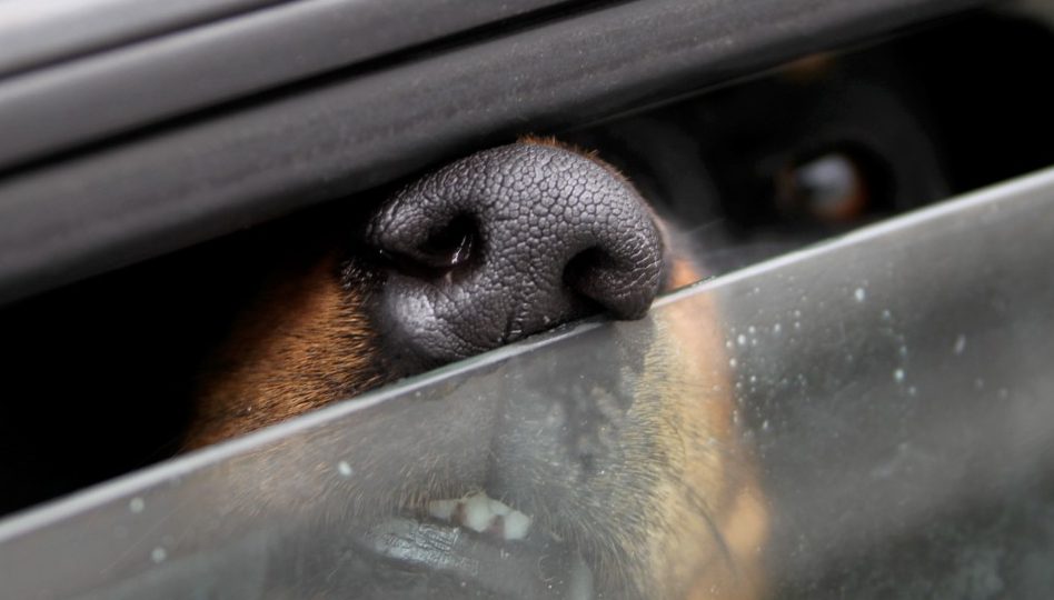 Hund stirbt Hitzetod im Auto