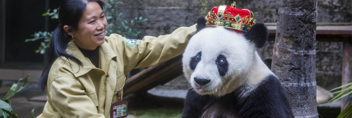 Ältester Panda der Welt stirbt mit 37