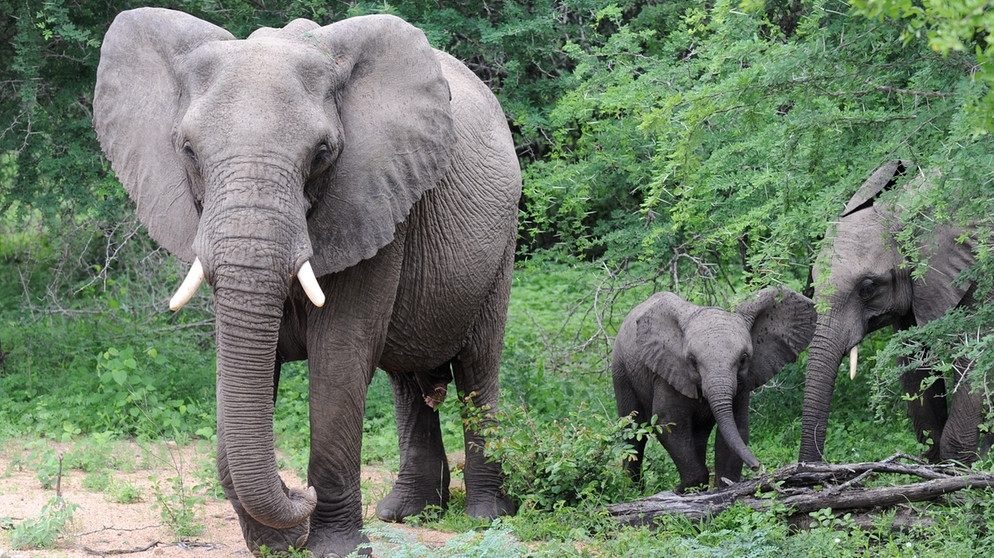 Neun Elefanten bei Wassersuche von Stromschlag getötet