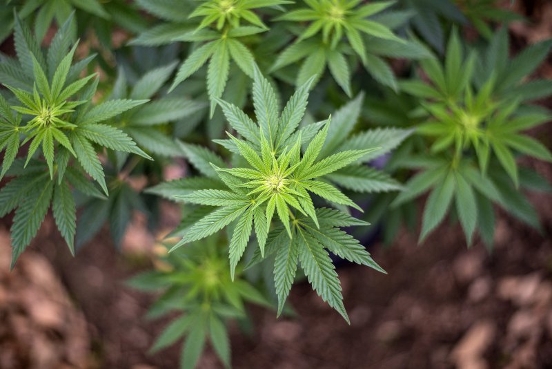 Luxemburg will Cannabis zum Teil legalisieren