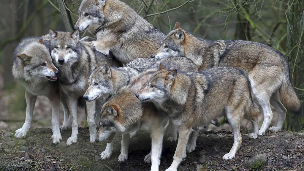 Wolfsrudel aus Gehege in Bayern ausgebrochen