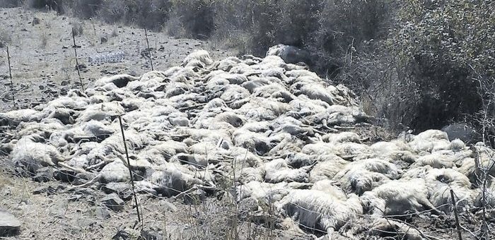 Schäfer schlitzt gesamter Herde die Kehlen auf – 135 Schafe tot