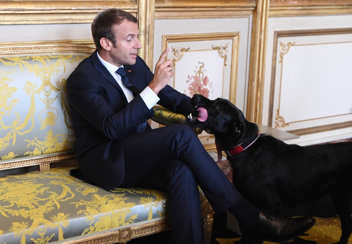 Macrons Hund pinkelt gegen Elysée-Kamin