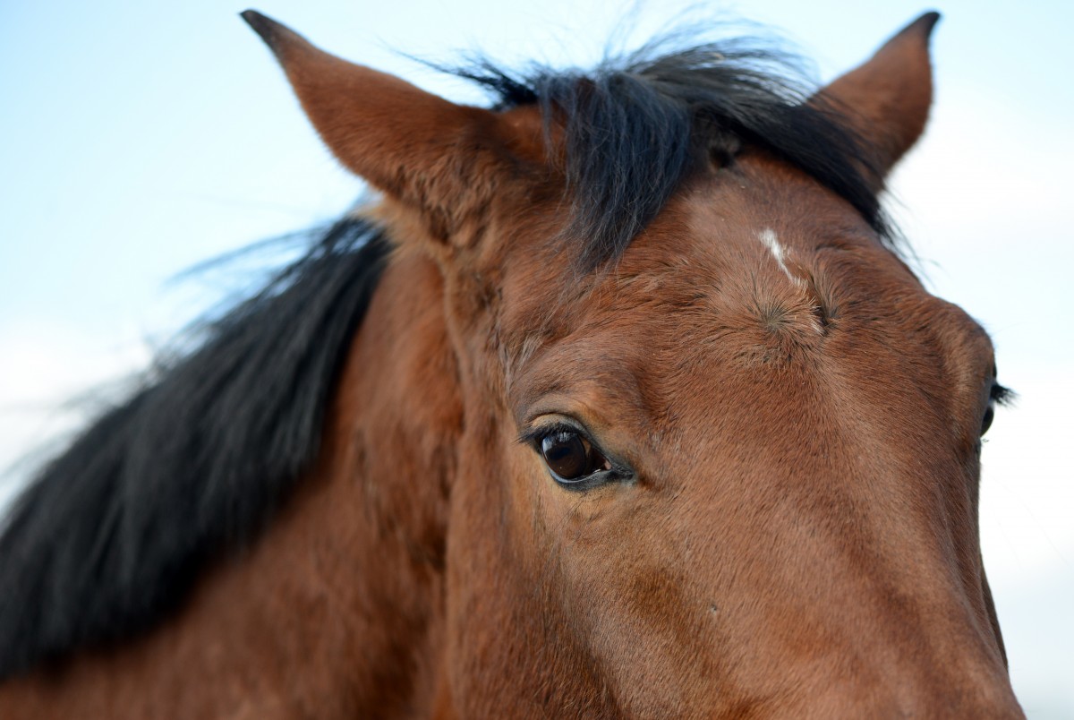 Blutfarmen schröpfen Pferde für Luxemburger Schweinezucht