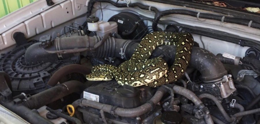 Python wickelt sich in Motorraum ein