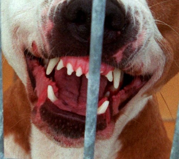 Hund beißt 69-Jährige und verletzt sie schwer