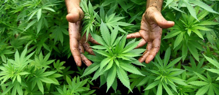 Regierung verrät Details zum Cannabis-Plan
