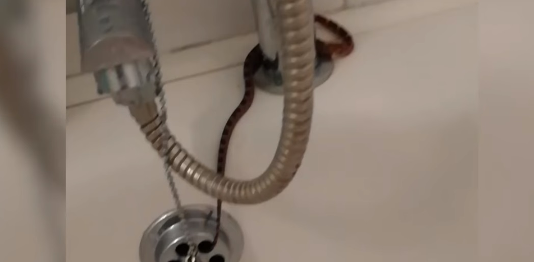 SSSsssss... Schlange besucht Lehrer unter der Dusche