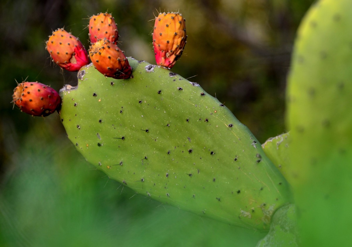 Kaktus als Notreserve in Zeiten des Klimawandels