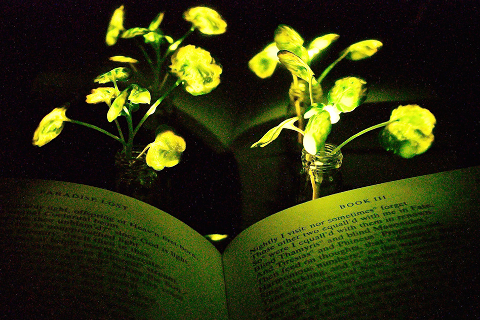 Pflanzen spenden Licht
