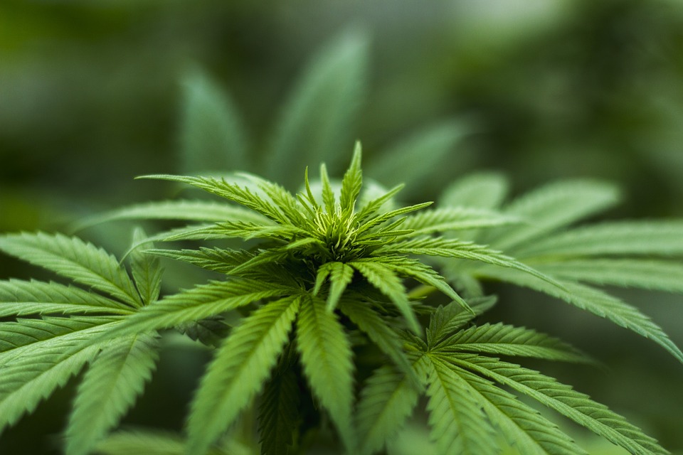 Cannabis auch in Dänemark bald auf Rezept