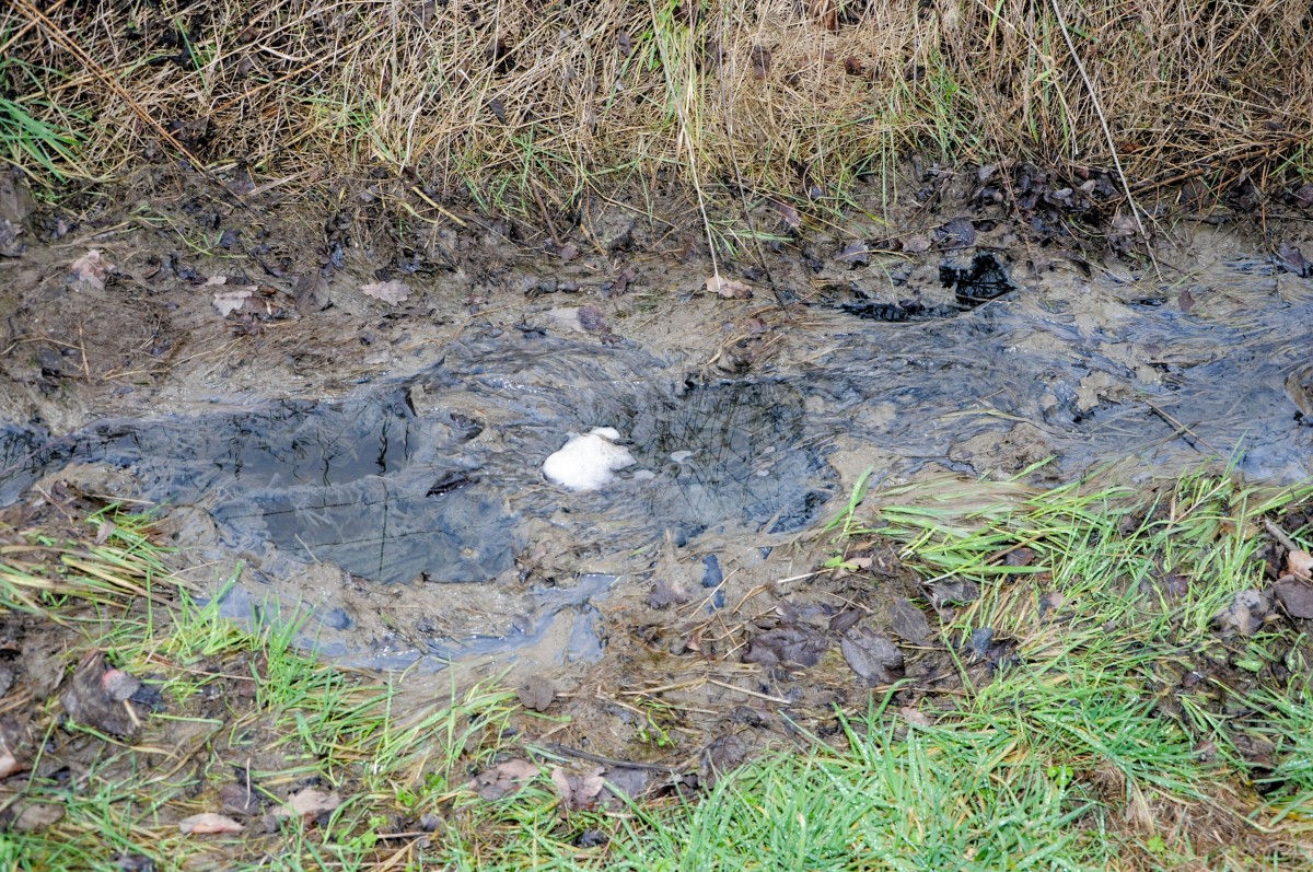 Syr durch Silo- und Kanalwasser verschmutzt