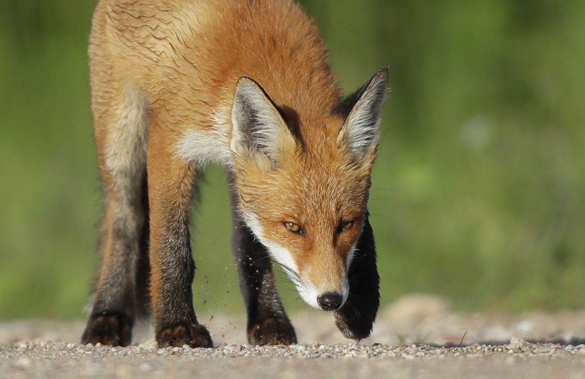 Da ist der Wurm drin