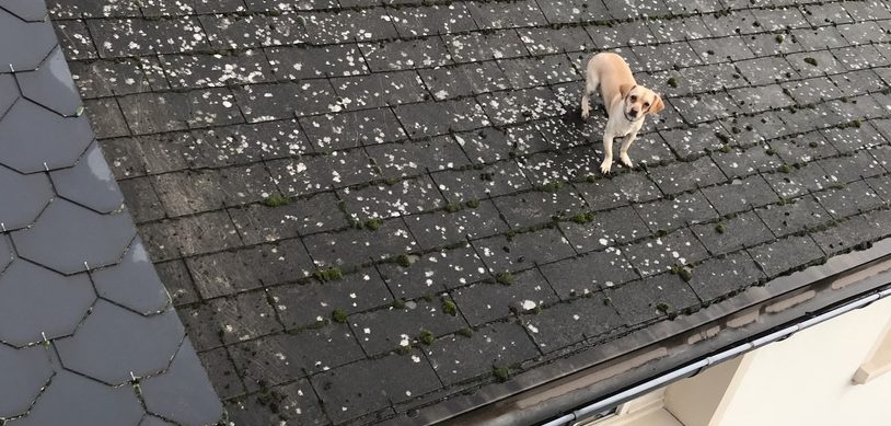 Luxemburger Feuerwehr-Helden retten Hündchen aus misslicher Lage