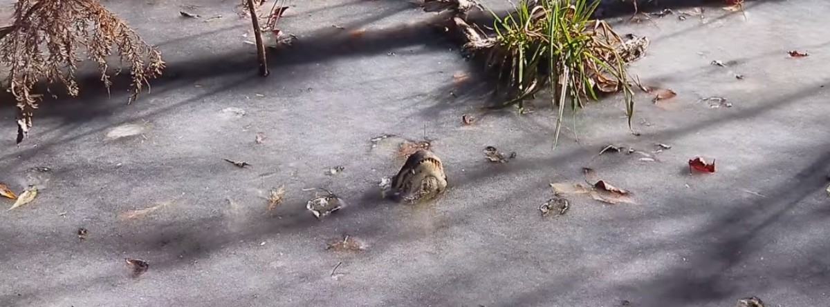 Mit diesem verrückten Trick überleben Alligatoren den Winter