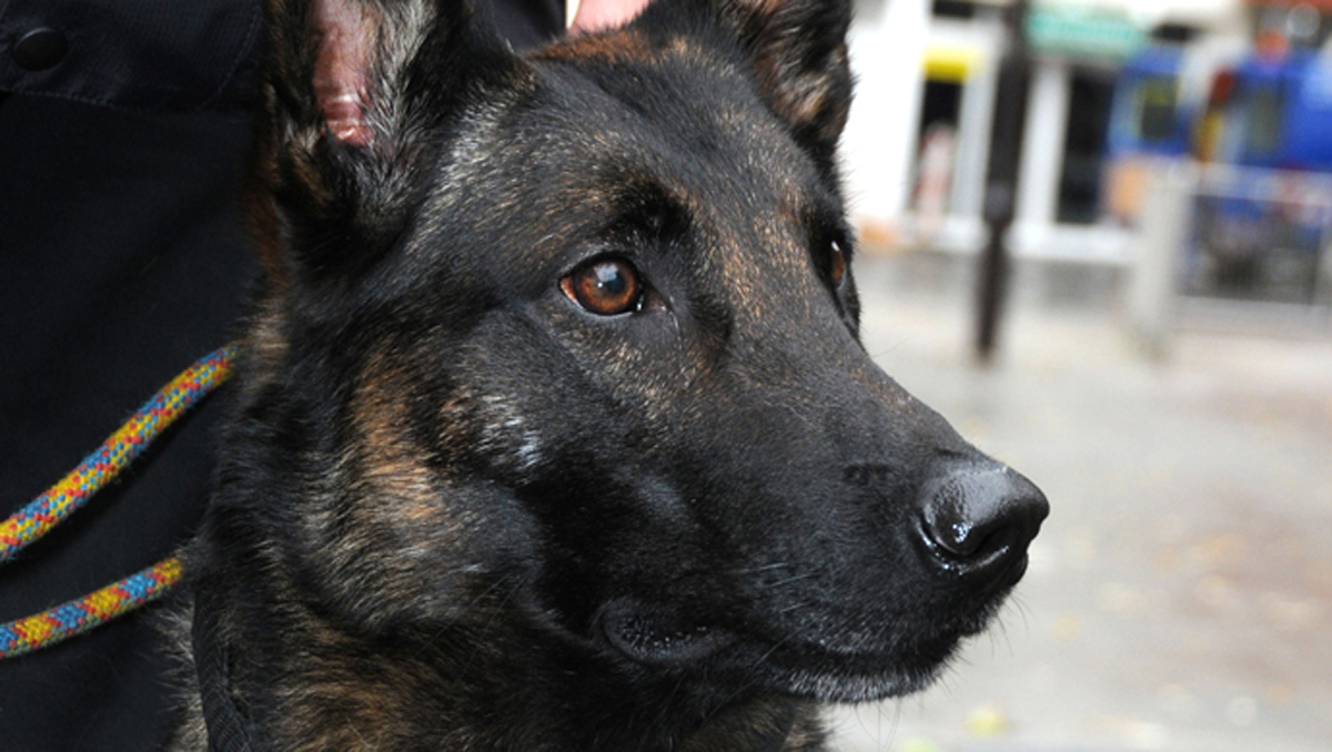 Polizeihund Nero mischt Party auf