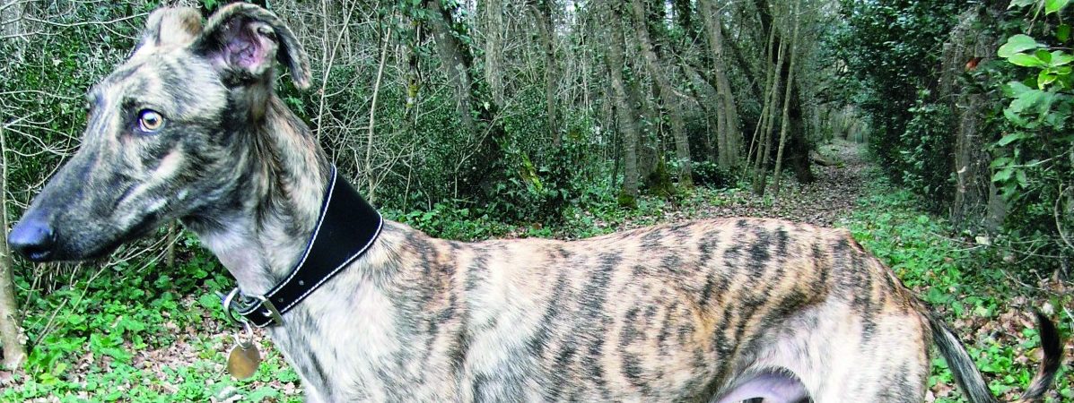 Misshandelt, fortgejagt, getötet