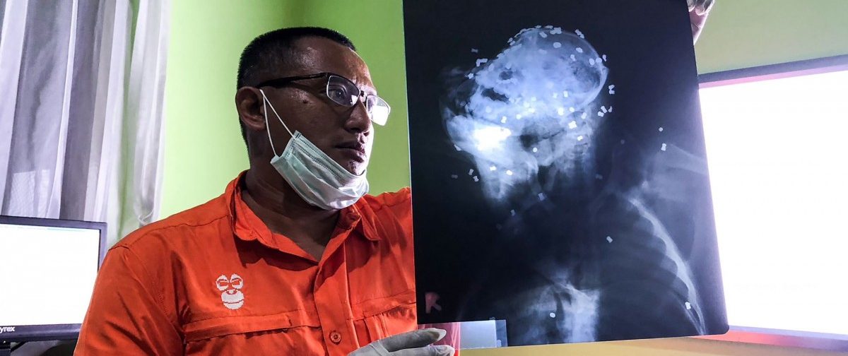 130 Schüsse auf Orang-Utan in Borneo – Tier stirbt in Klinik