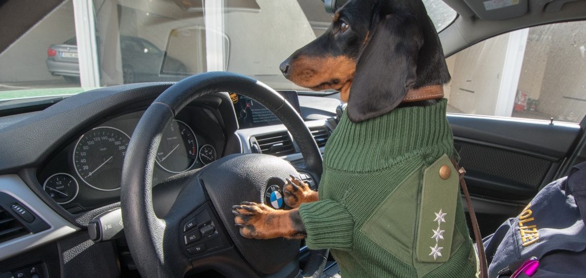 Dackel Olga trägt Polizeiuniform von Frauchen auf