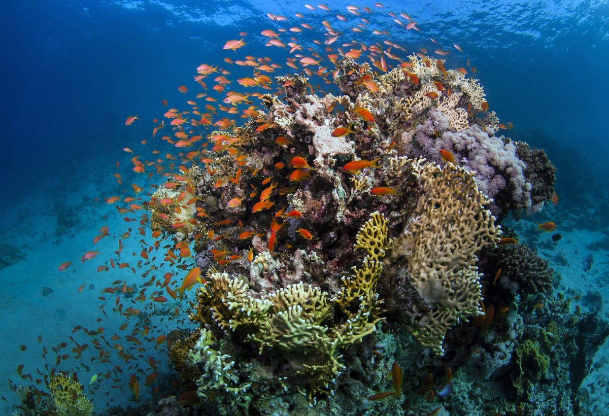 Am Great Barrier Reef sind Schwimmwesten angesagt