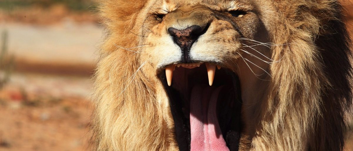 Wilderer in Südafrika von Löwen gefressen