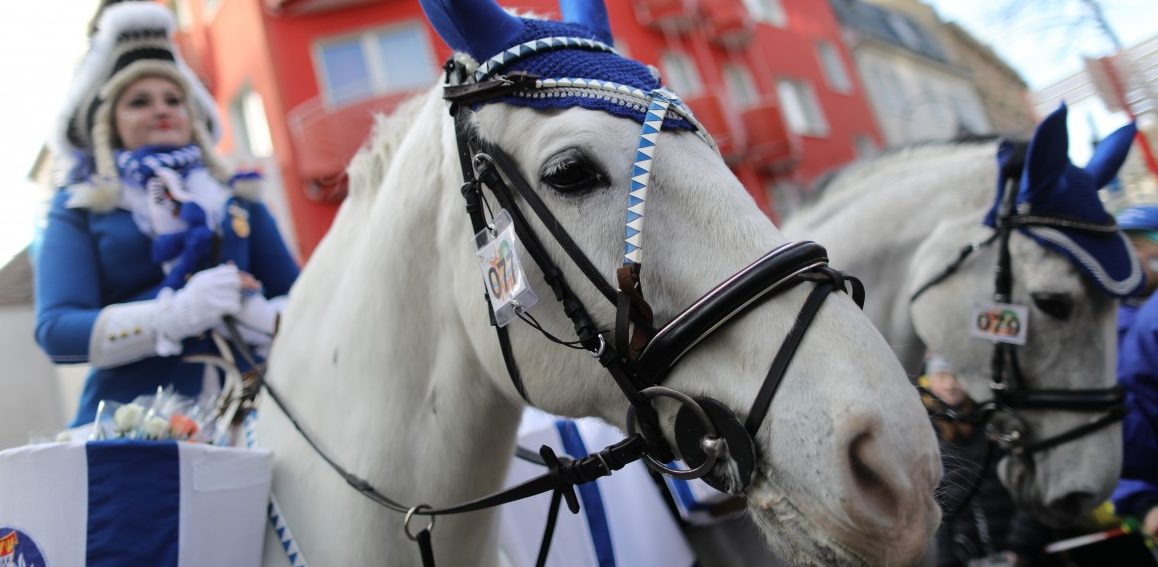 Karnevalsumzug in Köln: Pferde gehen durch – vier Verletzte