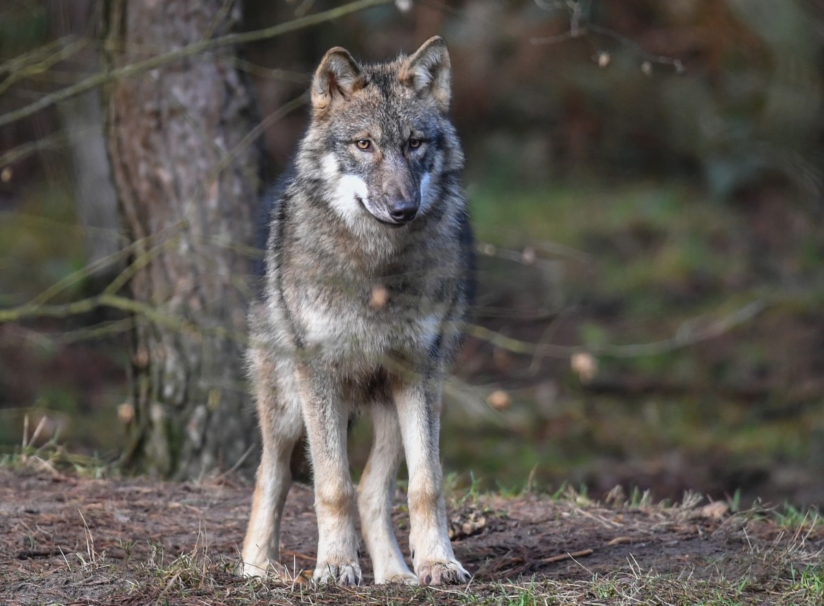 Frankreich will ein Zuhause für 500 Wölfe werden