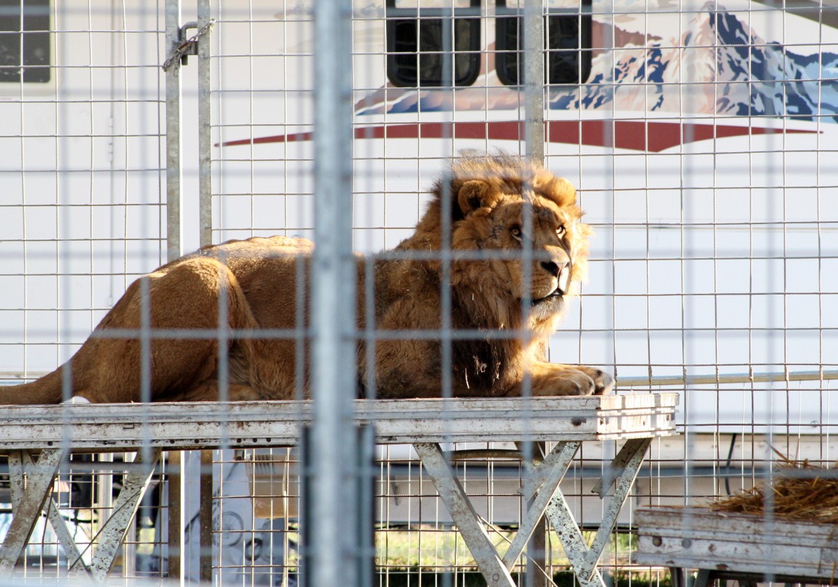Zirkuslöwen im Gewerbegebiet: Saarländische Tierschützer alarmiert