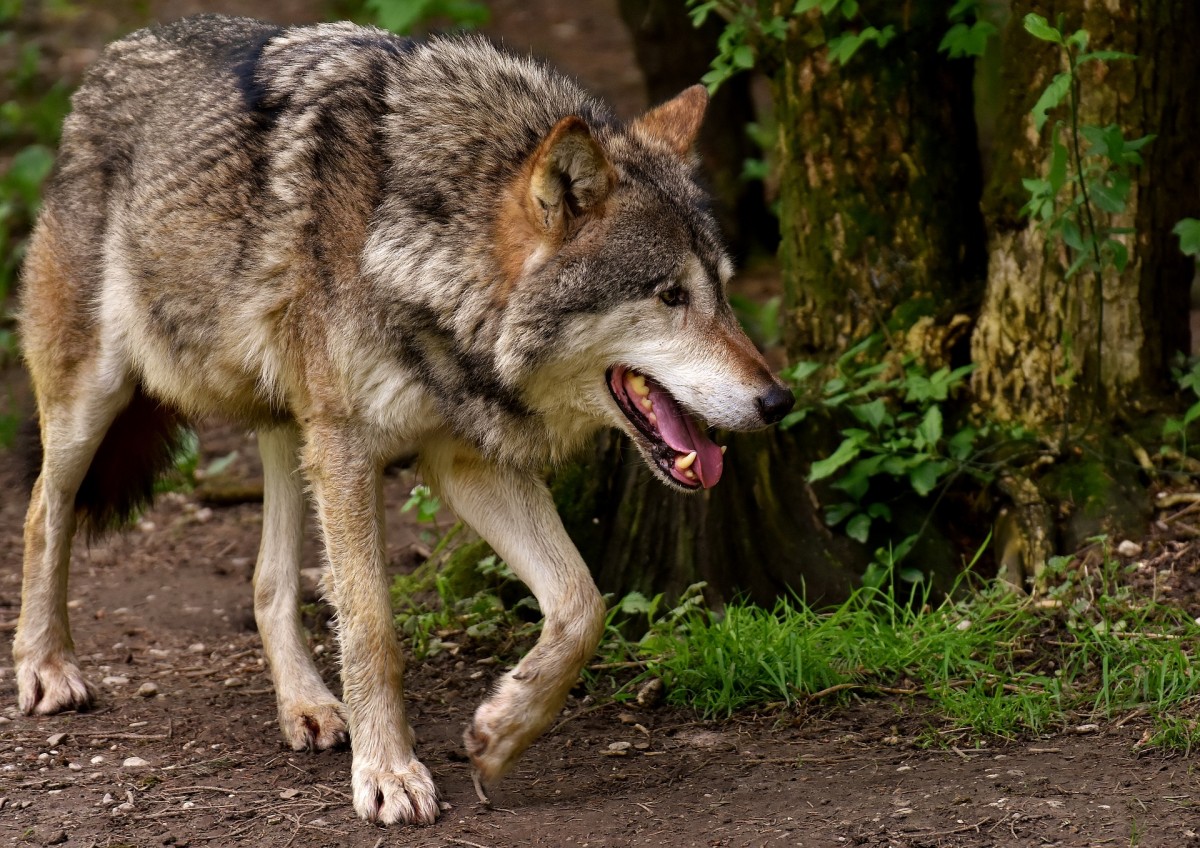 Hinweise auf Wolf in Luxemburg gefunden