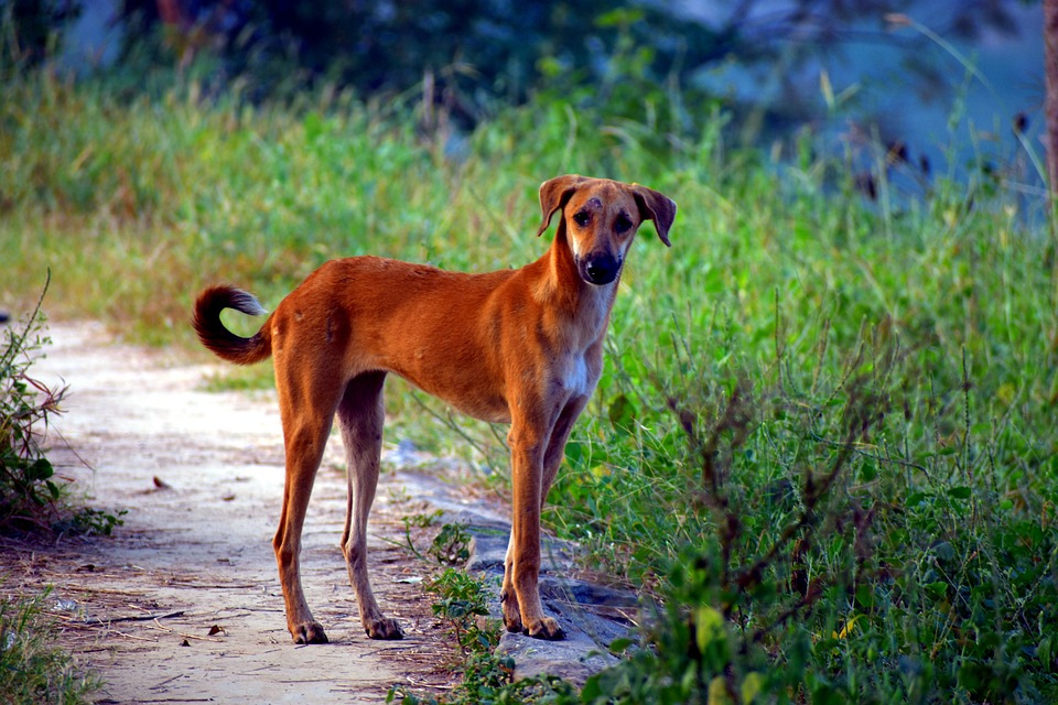 Tödliche „Pseudowut“ gefährdet auch Hunde und Katzen in der Region