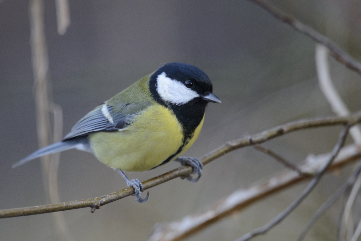 Luxemburger zählen wieder weniger Vögel – und wenn, dann oft die Kohlmeise
