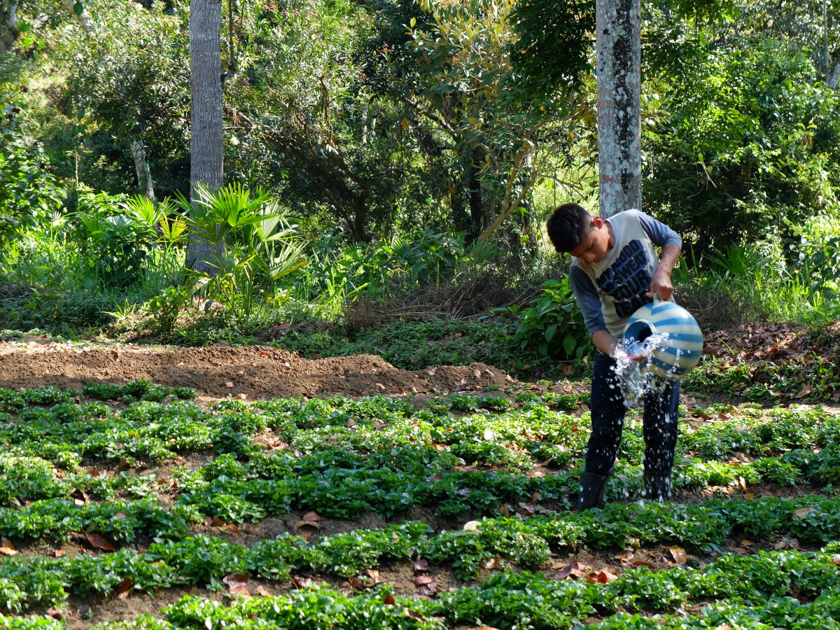 Guatemaltekische Bauern erobern ihre Felder zurück