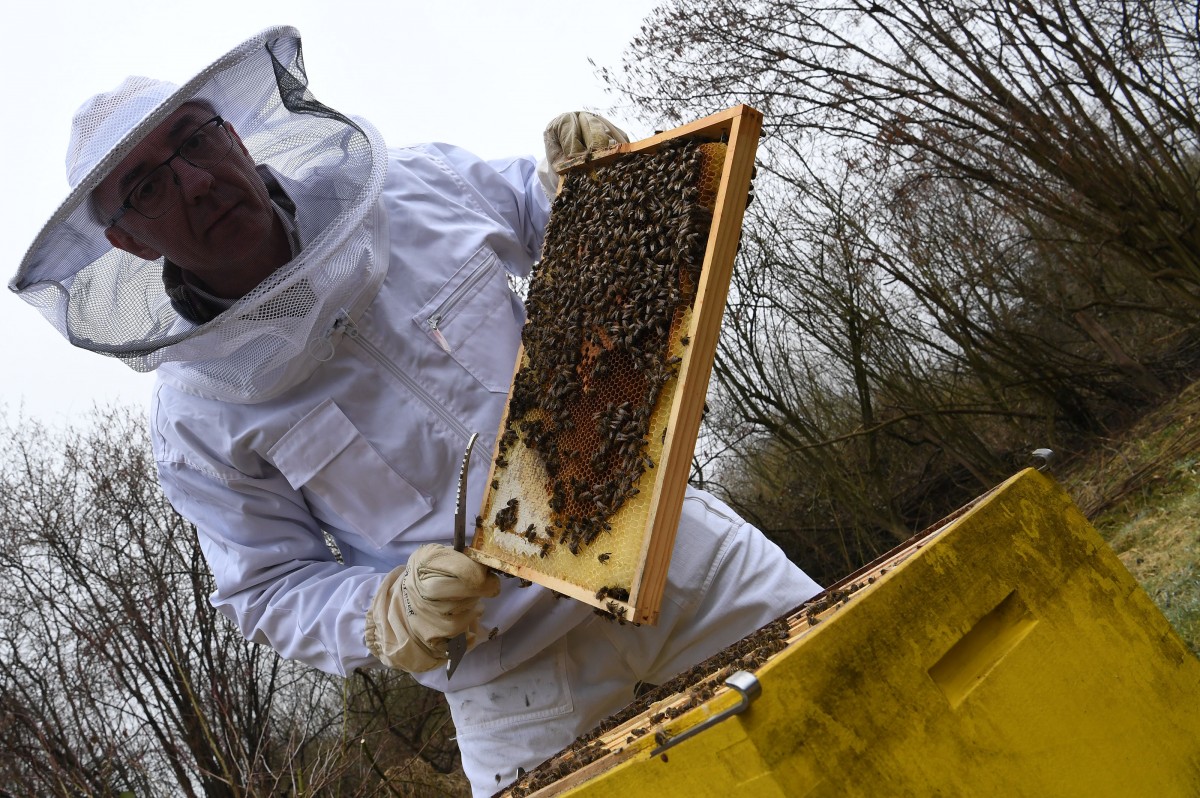 Bienen zum Mieten – Von der Spaß-Idee zum Geschäft
