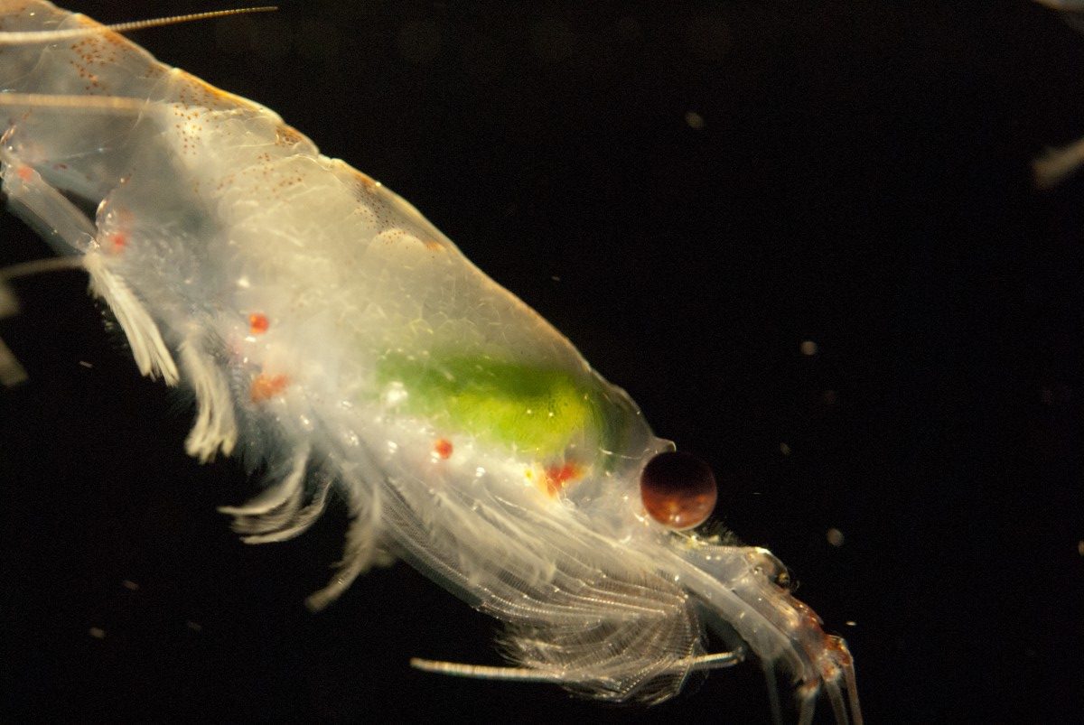 Krill hilft gegen Plastikmüll