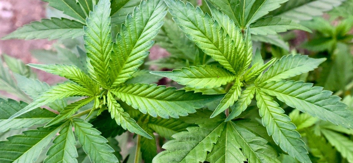 Frisingen: Nachbar erschnuppert Marihuana-Plantage im Keller