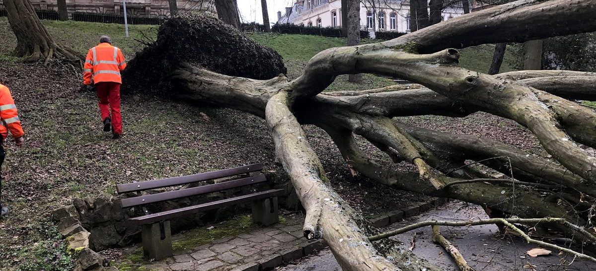 Luxemburg-Stadt: Baum stürzt an der place de Metz um