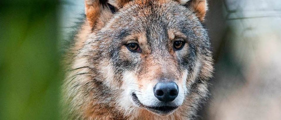Fouhren: Kein Hinweis auf Hybrid-Wolf