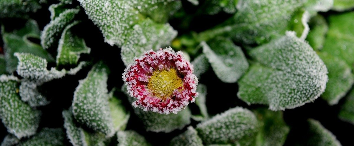 Neuer Spezialdienst von Agrimeteo soll Ernteausfälle mindern