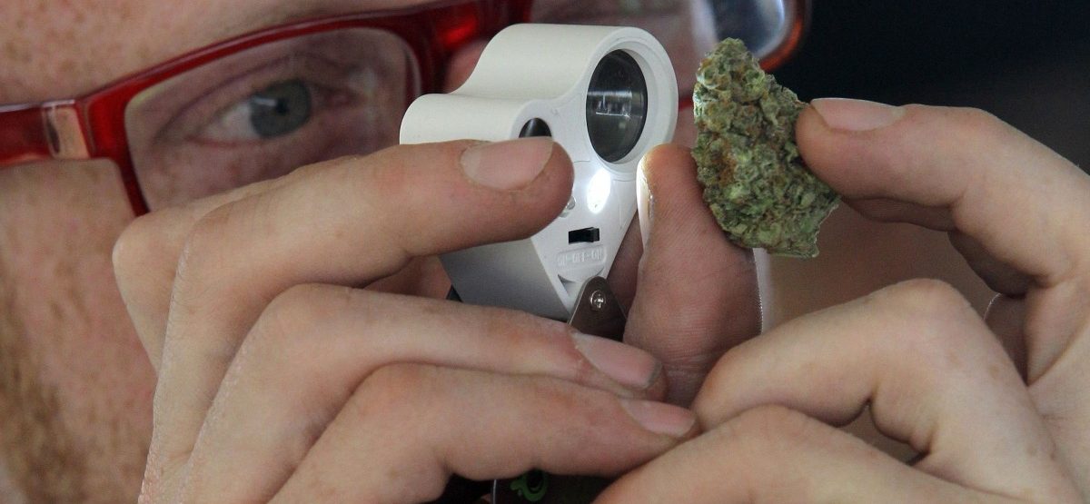 Polizei vermisst 500 Kilo Gras – „Die haben Mäuse gefressen“