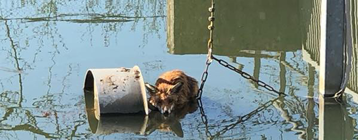 Petinger Feuerwehrmänner retten Fuchs aus misslicher Lage