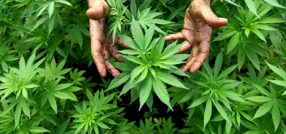 Luxemburg: Zoll stellt 56 Kilo Marihuana sicher