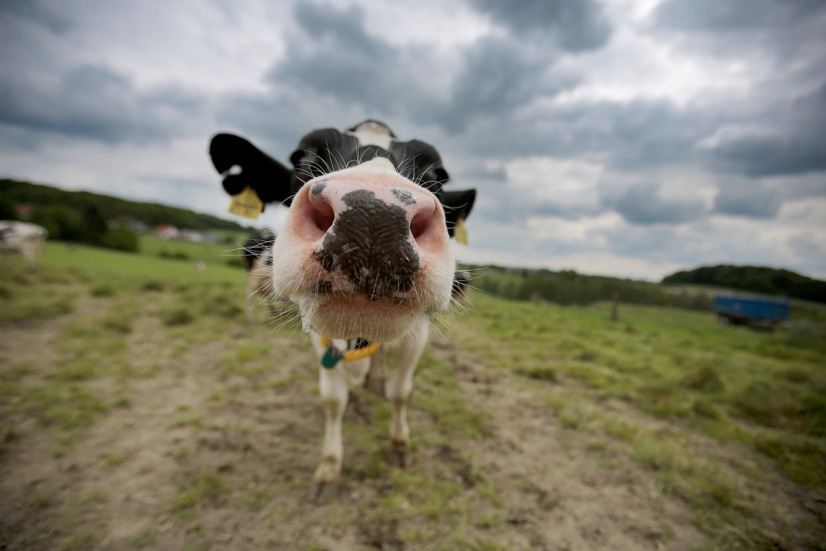 Noertzingen: CFL-Zug kracht in Kuh – Tier stirbt