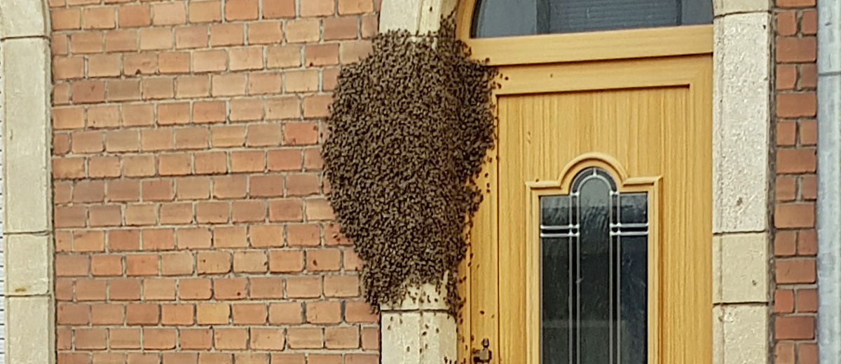 Schreck am Morgen: Bienenvolk hängt an Luxemburger Haustür