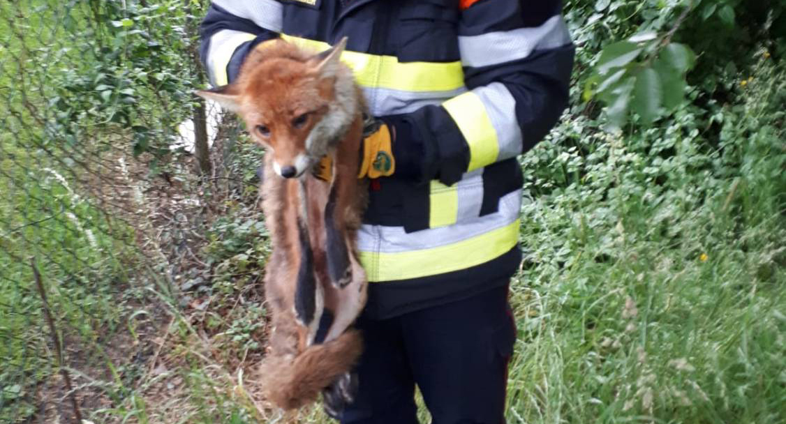 Grevenmacher: Feuerwehr befreit Fuchs aus illegaler Falle